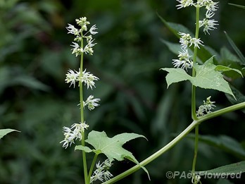 Plant form